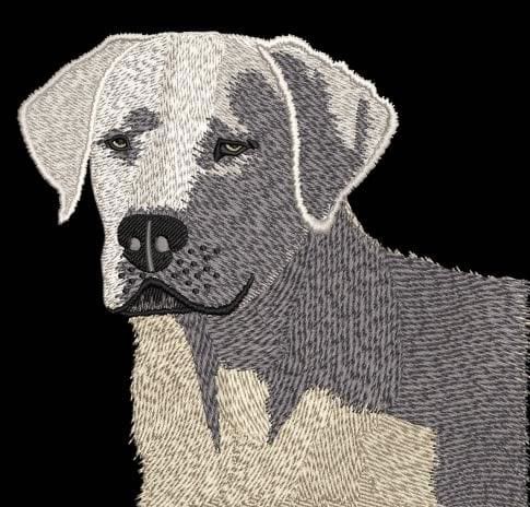 White Labrador Digitizing After