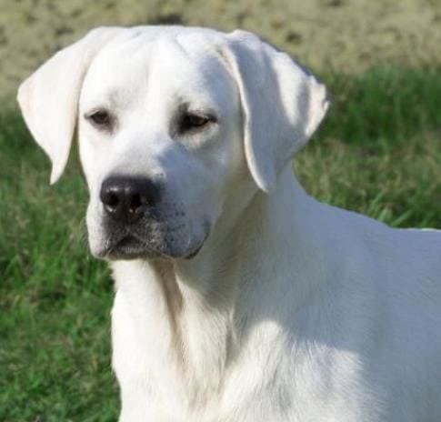 White Labrador Digitizing Before